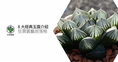 玉露 植物|8 大經典玉露介紹，小孩子才做選擇，我全都要！ – 狂買園藝